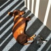 Striped Sunshine Snooze by marilyn