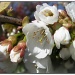 365-103 Cherry Blossom by judithdeacon
