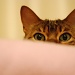 Peek-a-boo by hmgphotos