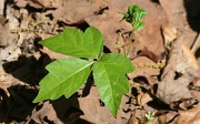 11th Apr 2012 - Seedling