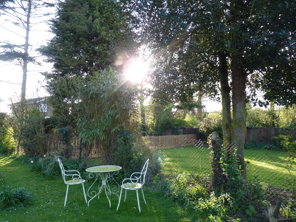 Evening sun in my back garden by lellie