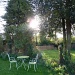 Evening sun in my back garden by lellie