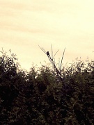 8th Apr 2012 - blackbird before the storm