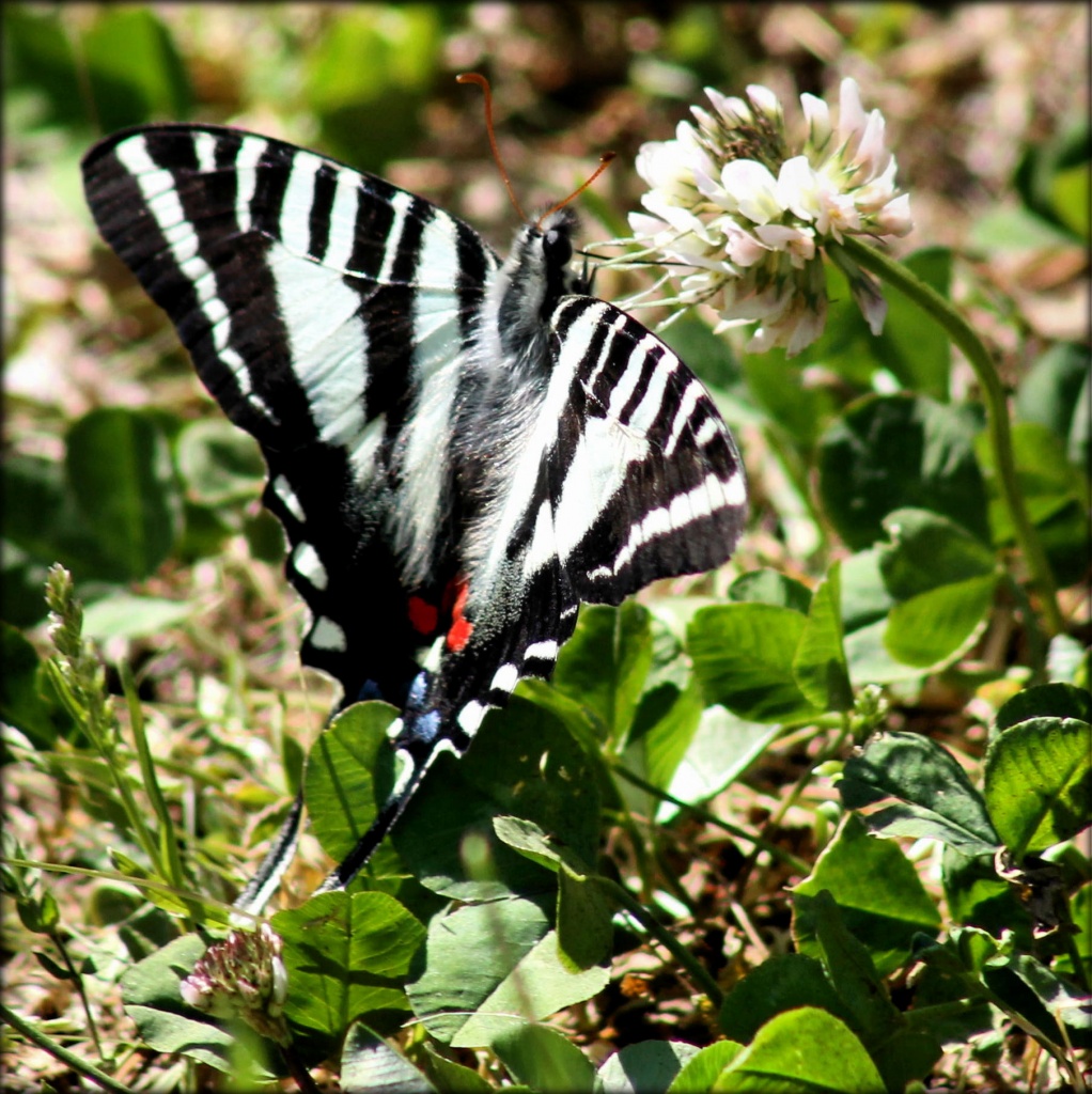 Zebra Swallowtail by cjwhite