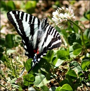 11th Apr 2012 - Zebra Swallowtail