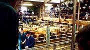 12th Apr 2012 - Calves under the hammer!