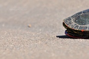 11th Apr 2012 - turtle...