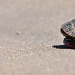 turtle... by earthbeone