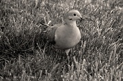 12th Apr 2012 - Dove Of Peace