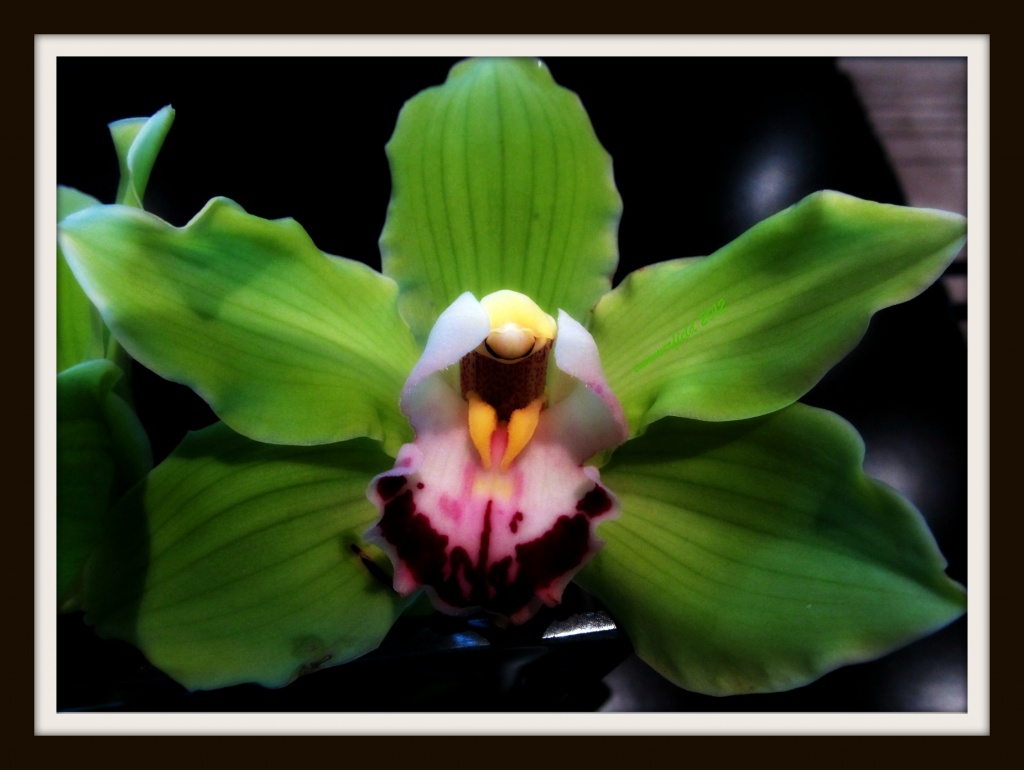 green orchid by summerfield