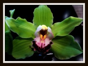 11th Apr 2012 - green orchid
