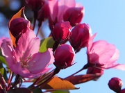 11th Apr 2012 - Sunshine on Pink