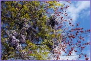 11th Apr 2012 - Wisteria Tree