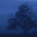 Misty Blue by wenbow