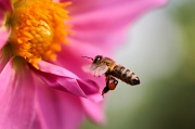 11th Apr 2012 - The Pollenator