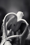 10th Apr 2012 - I heart banana