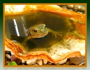 10th Apr 2012 - Frog in the Spa