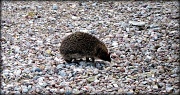 12th Apr 2012 - Hedgehog number 2. 