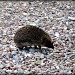 Hedgehog number 2.  by happypat
