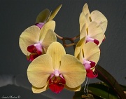 12th Apr 2012 - Orchid update