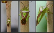 1st Apr 2012 - Little green bug