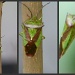 Little green bug by rosiekind