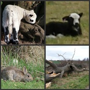 2nd Apr 2012 - Animal collage