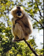 12th Apr 2012 - Monkey