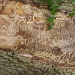 Wooded Hieroglyphics by photogypsy