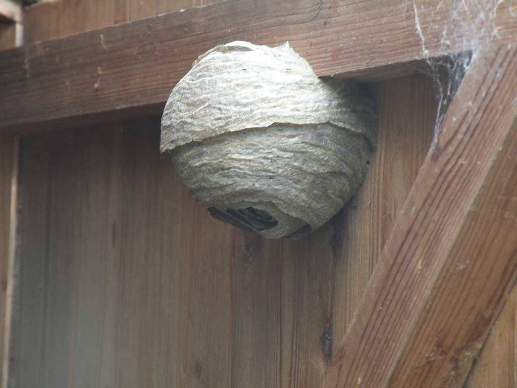 Wasps' nest by manek43509