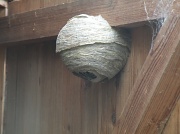 14th Jun 2010 - Wasps' nest