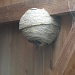 Wasps' nest by manek43509