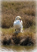 6th Apr 2012 - Swan Watching
