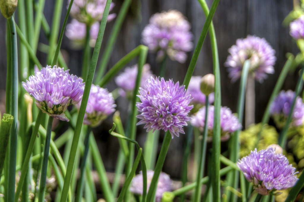 Blooming Chives by lynne5477