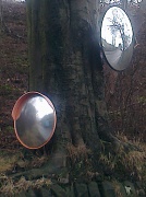 12th Apr 2012 - Mirrors on a tree