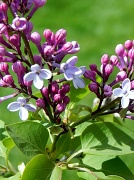 12th Apr 2012 - Lilac