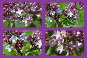 12th Apr 2012 - Lilac x 4