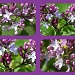 Lilac x 4 by edorreandresen