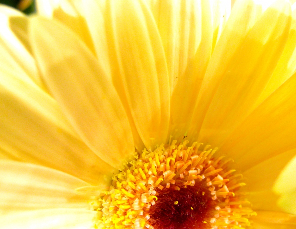Sun Flower (but not sunflower) by myhrhelper
