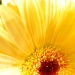 Sun Flower (but not sunflower) by myhrhelper