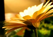 12th Apr 2012 - "sun" flower?