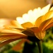 "sun" flower? by myhrhelper