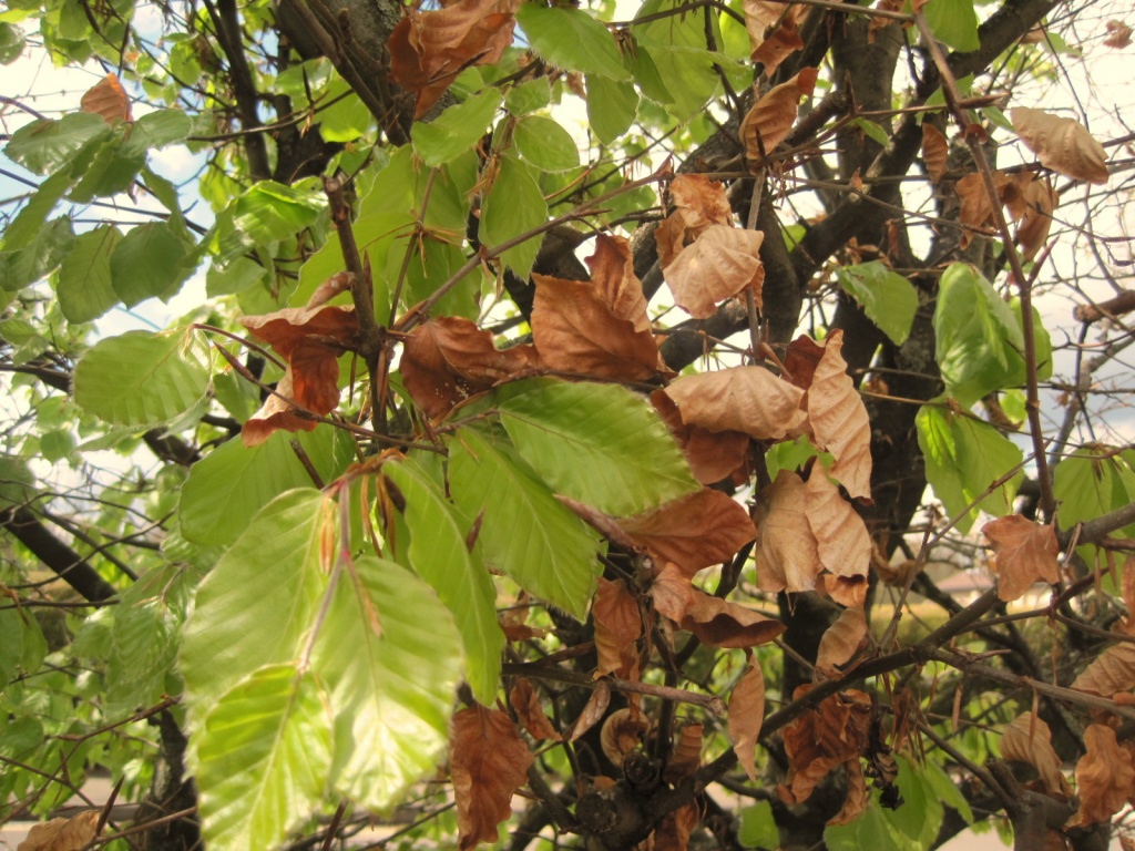 spring sunlight on new green beech leaves by quietpurplehaze