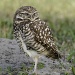 Burrowing Owl Eyes Closed by twofunlabs