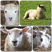 13th Apr 2012 - Collage of a Ewe and Lambs