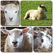 Collage of a Ewe and Lambs by carolmw