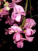 11th Apr 2012 - Dwarf Locust Blooms