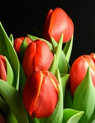 13th Apr 2012 - Totally Tulips