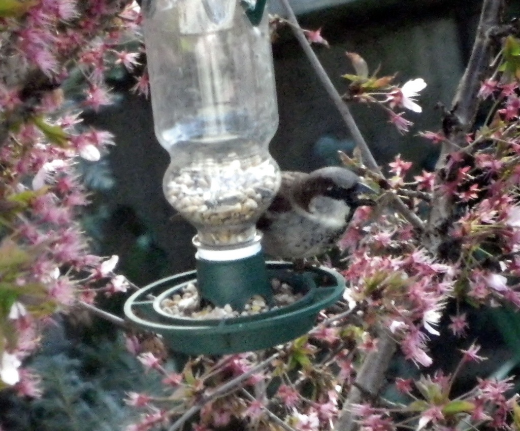 sparrow feeding  by itsonlyart