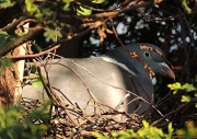 5th Apr 2012 - Sitting on her nest